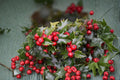 English Holly Red Beauty Cuttings – Ilex aquifolium, Evergreen Shrub for Propagation, Bright Berries