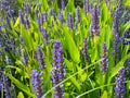 Pickerel Weed Seeds | Aquatic Plant for Ponds & Wetlands | Pontederia cordata | Violet-Blue Flowers | Perennial Water Garden Plant