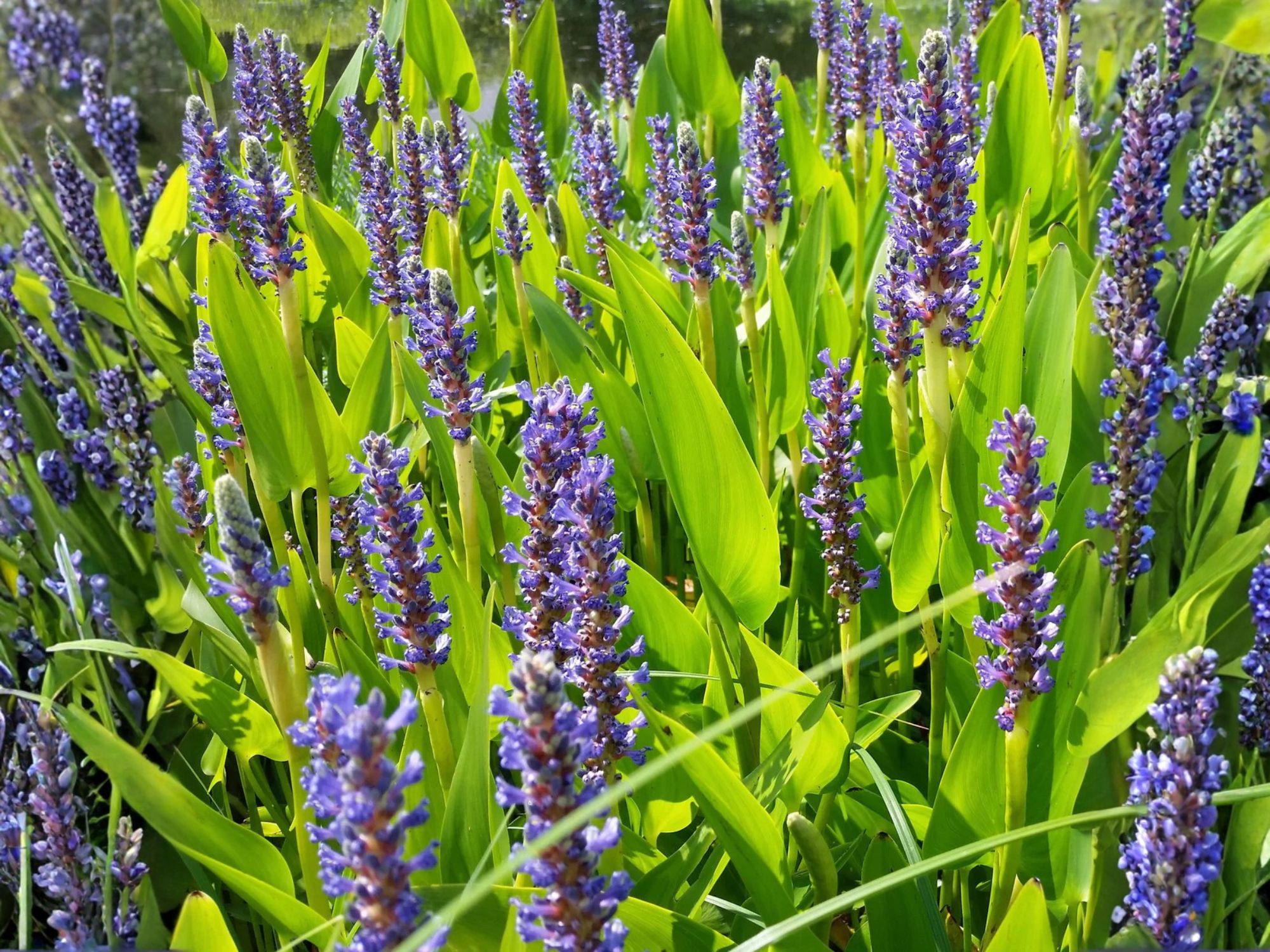 Pickerel Weed Seeds | Aquatic Plant for Ponds & Wetlands | Pontederia cordata | Violet-Blue Flowers | Perennial Water Garden Plant