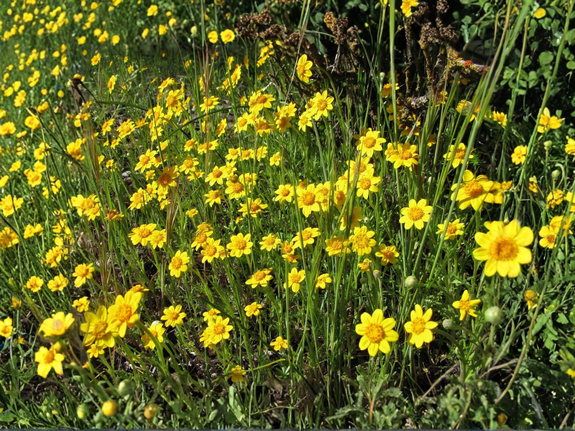Yellowray Goldfields Flower Seeds | Lasthenia glabrata | Bright Yellow Daisy-Like Wildflower | 100 Seeds for Garden & Natural Plantings