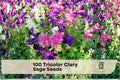 100 Tricolor Clary Sage Seeds - Salvia viridis, Pink Purple White, Ornamental Annual for Borders & Garden Beds