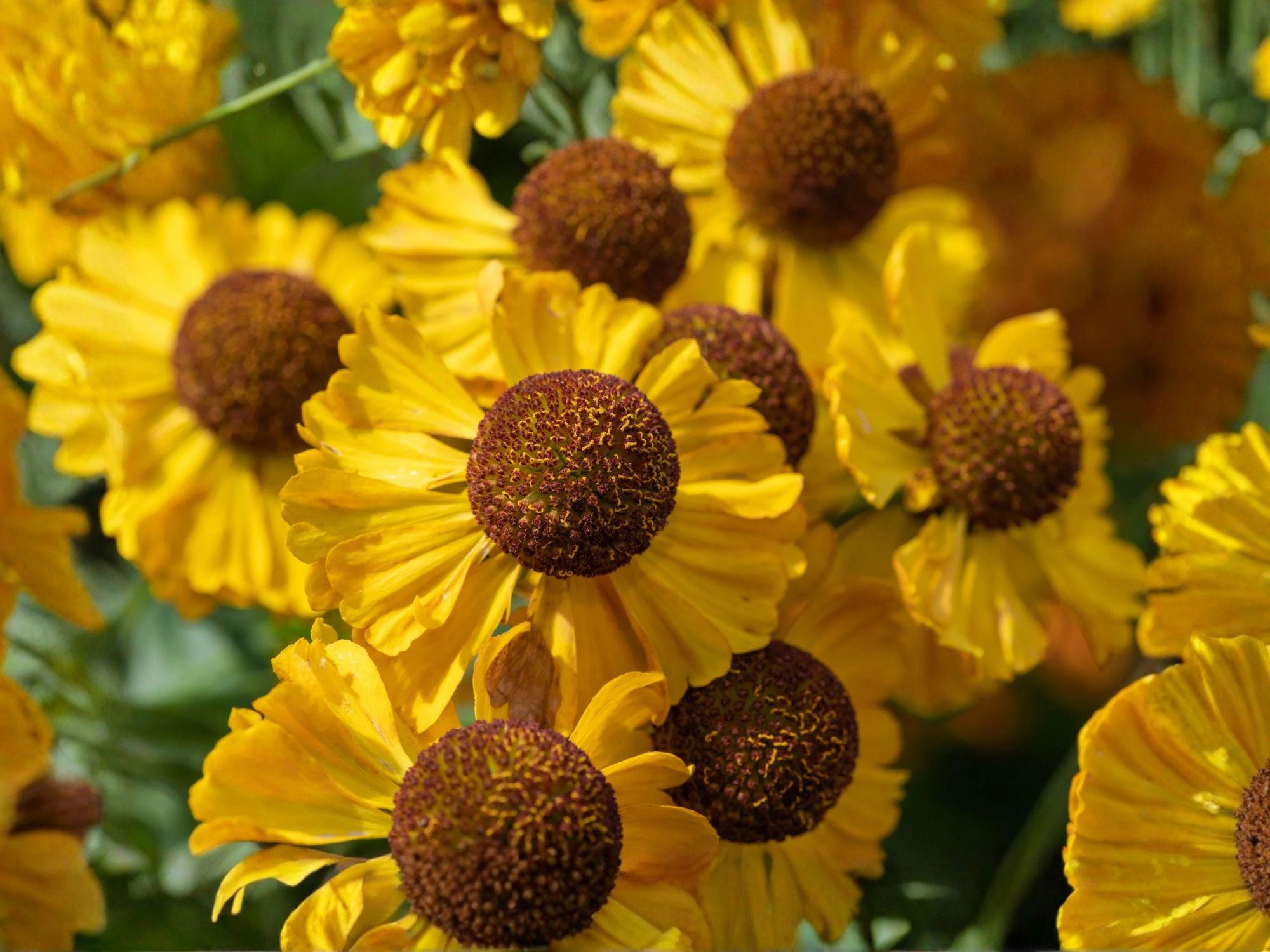 Autumn Sneezeweed Flower Seeds | Helenium autumnale | Bright Yellow Daisy-Like Blooms for Garden Beds & Borders