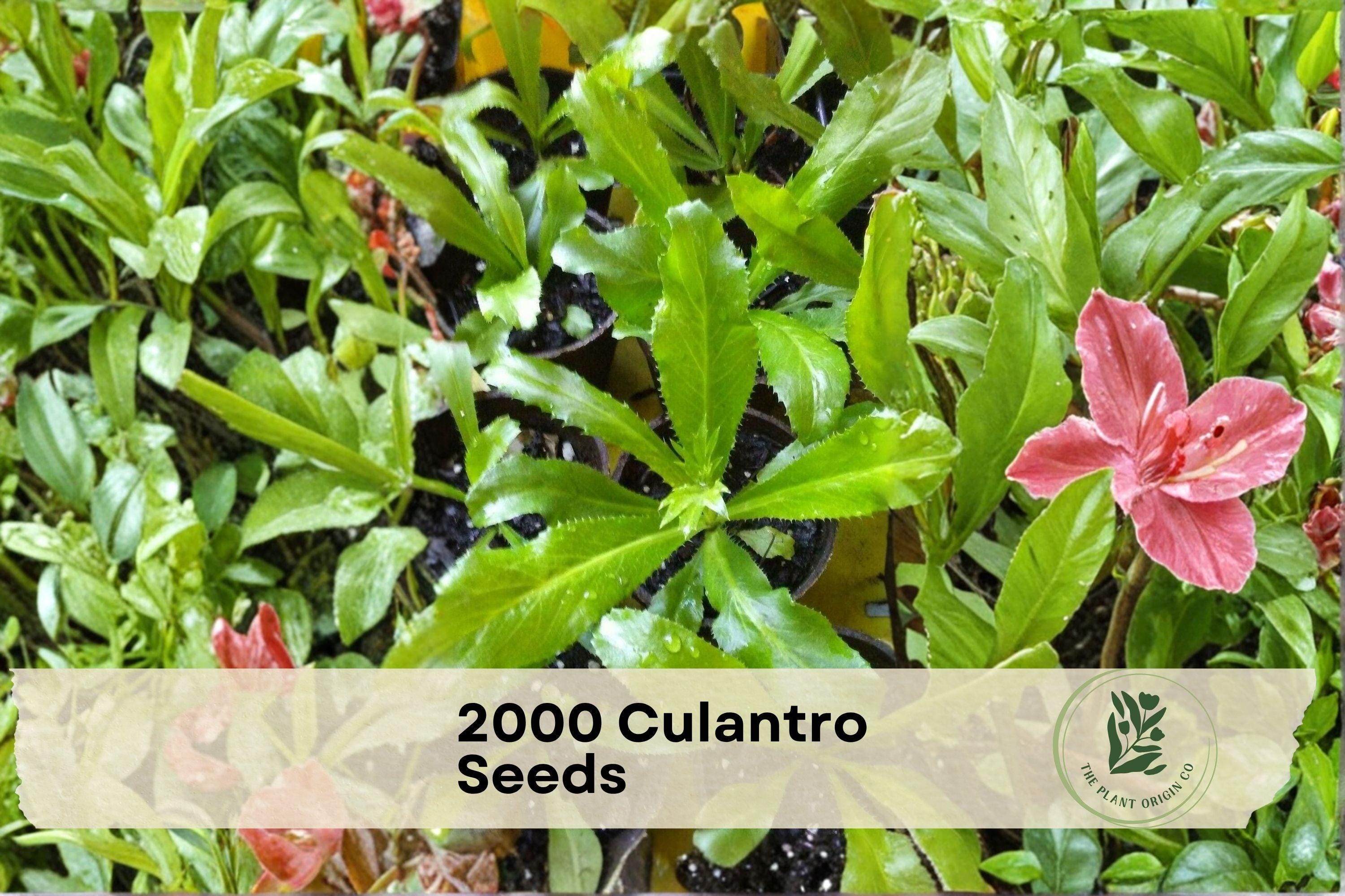 2000 Culantro Seeds – Eryngium foetidum, Ngo Gai, Mexican Coriander, Sawtooth Herb for Herb Garden & Containers
