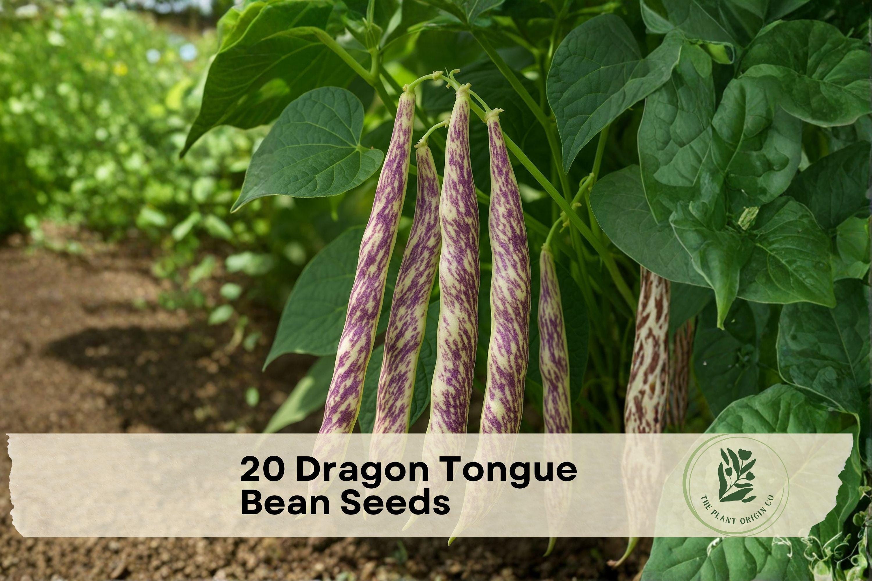 20 Dragon Tongue Bean Seeds – Heirloom Phaseolus vulgaris Bush Bean with Cream Pods & Purple Streaks for Garden & Container Growing