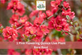 Pink Flowering Quince Bare Root Shrub – Chaenomeles japonica, Early Spring Pink Blossoms, Hardy Garden Plant