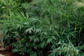 Rough Bluegrass Seeds – Poa trivialis, Cool-Season Perennial Grass for Shade & Lawn Ground Cover