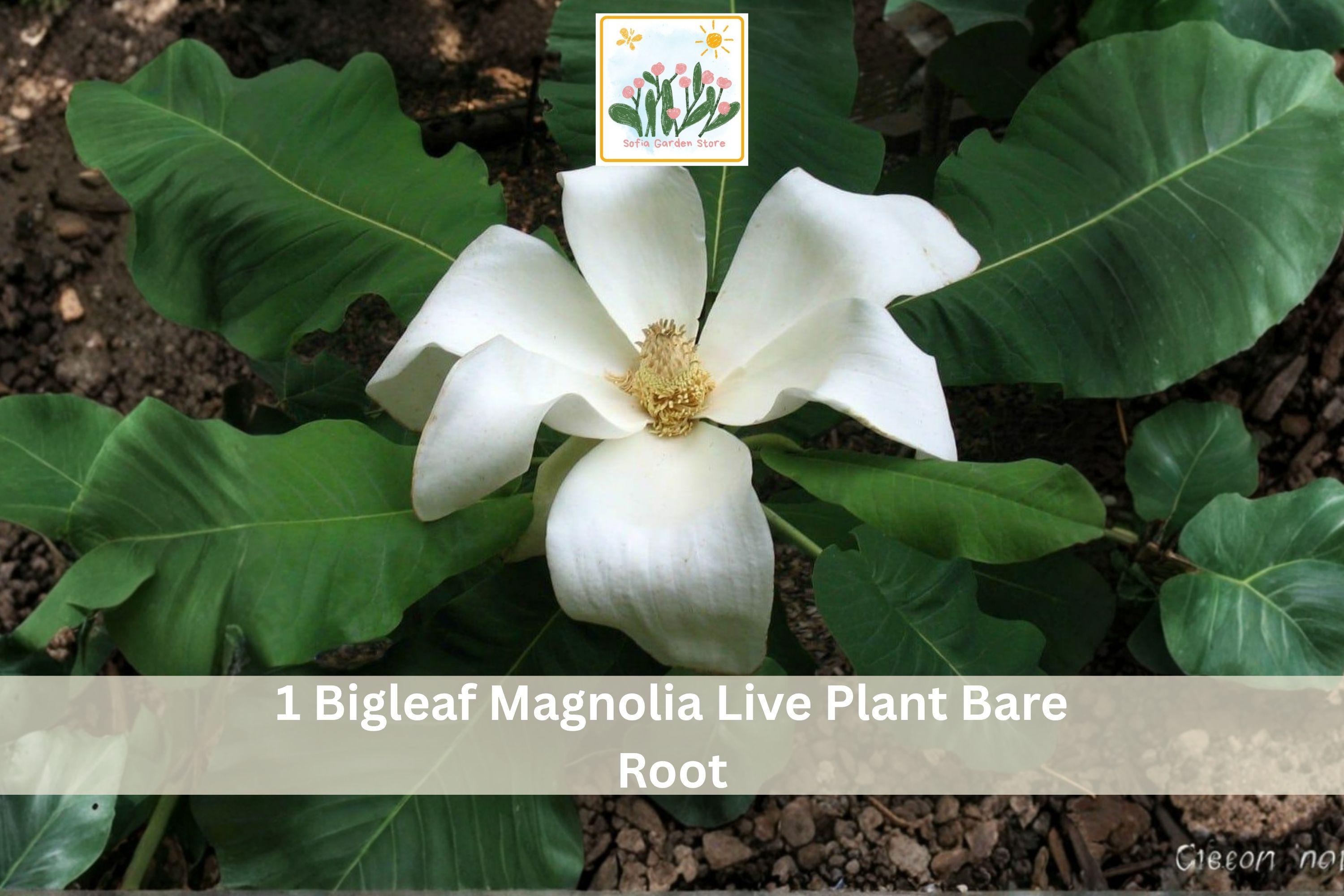 Bigleaf Magnolia Live Plant Bare Root Sapling – Magnolia macrophylla with White Flowers, Large Leaves, Tropical Focal Point