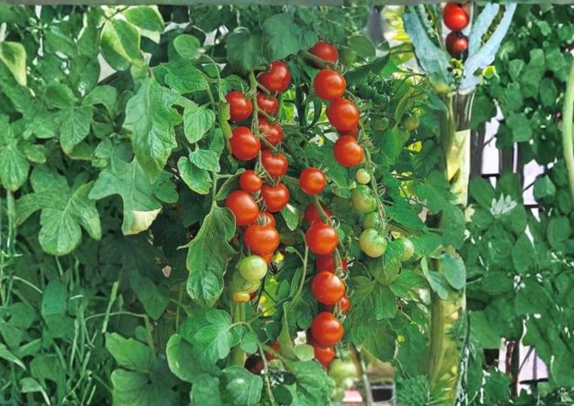 Waterfall Tomato Seeds, Heirloom Cherry, Trailing, High Yield, Cascading Vine, Solanum lycopersicum