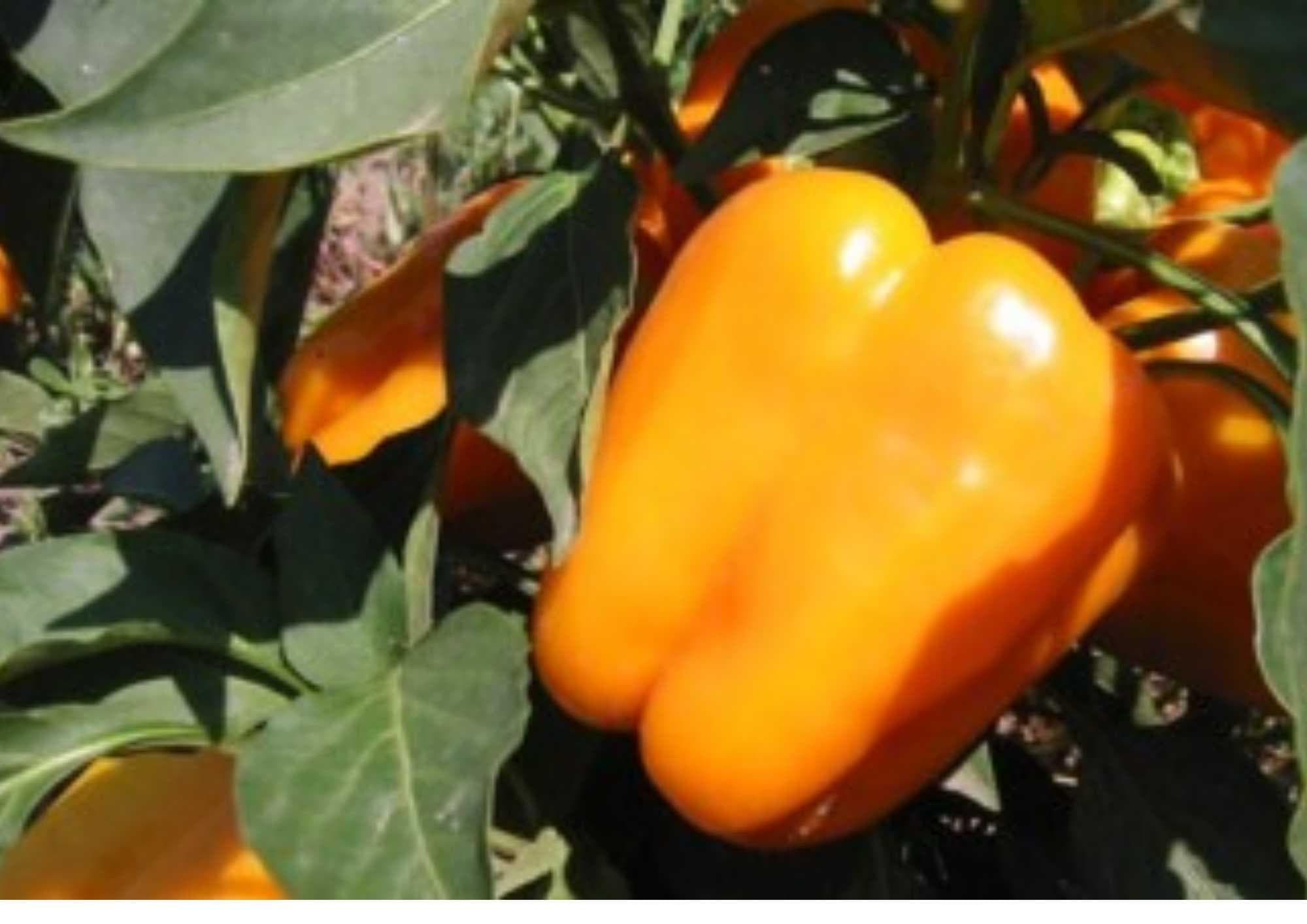 Orange King Bell Pepper Seeds - Heirloom Non-GMO, Large Bright Orange Fruits, Sweet and Juicy, Garden Planting, Capsicum annuum