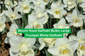 Mount Hood Daffodil Bulbs – Large White Trumpet Flowering Bulbs for Spring Garden, Borders & Naturalizing, Narcissus spp.