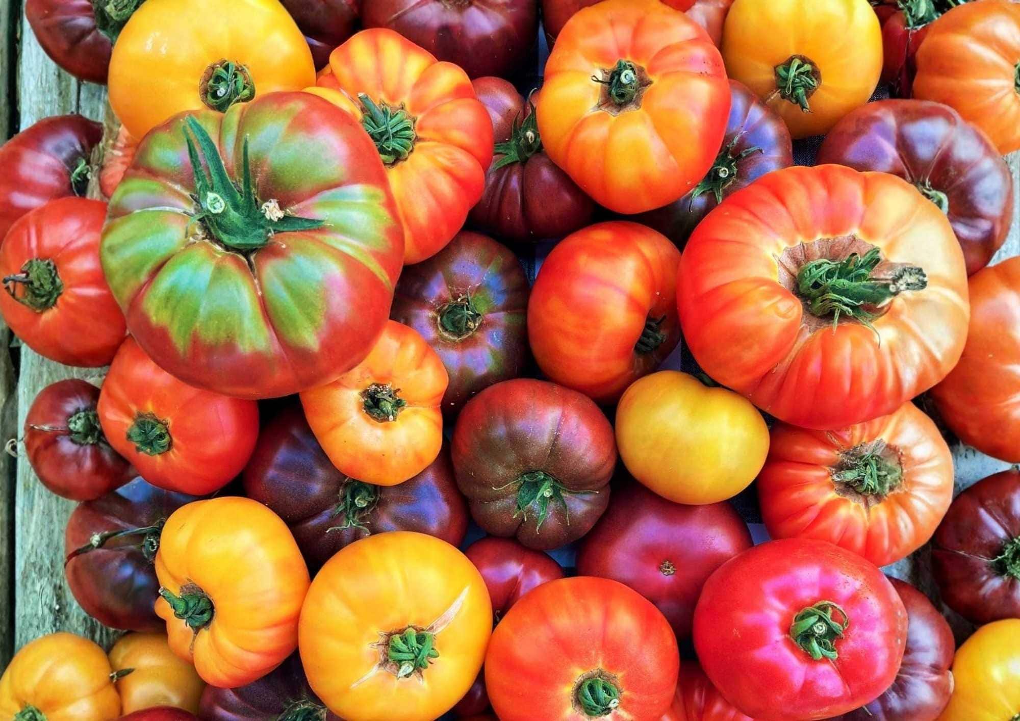 Big Rainbow Tomato Seeds – Heirloom Non-GMO Bicolor Beefsteak, Juicy Yellow and Red Fruits, Garden Planting, 30+ Seeds