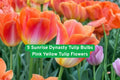 Sunrise Dynasty Tulip Bulbs – Pink and Yellow Flowering Bulbs for Garden Beds, Borders, Containers, Spring Bloom