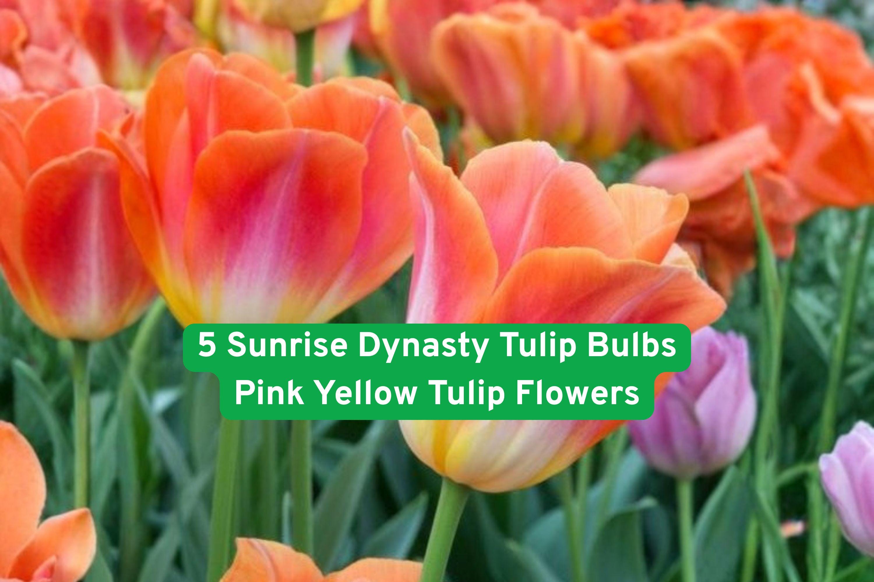 Sunrise Dynasty Tulip Bulbs – Pink and Yellow Flowering Bulbs for Garden Beds, Borders, Containers, Spring Bloom