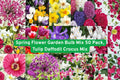 Spring Flower Bulb Mix 50 Pack | Tulip Daffodil Crocus Iris Freesia Lily Allium Garden Bulbs