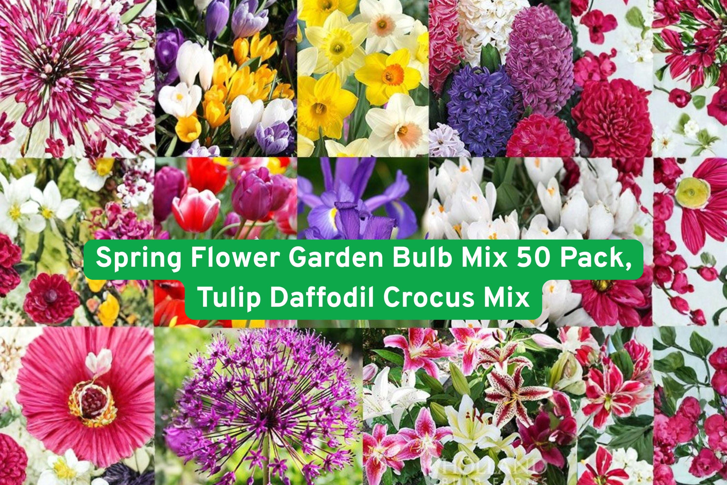 Spring Flower Bulb Mix 50 Pack | Tulip Daffodil Crocus Iris Freesia Lily Allium Garden Bulbs
