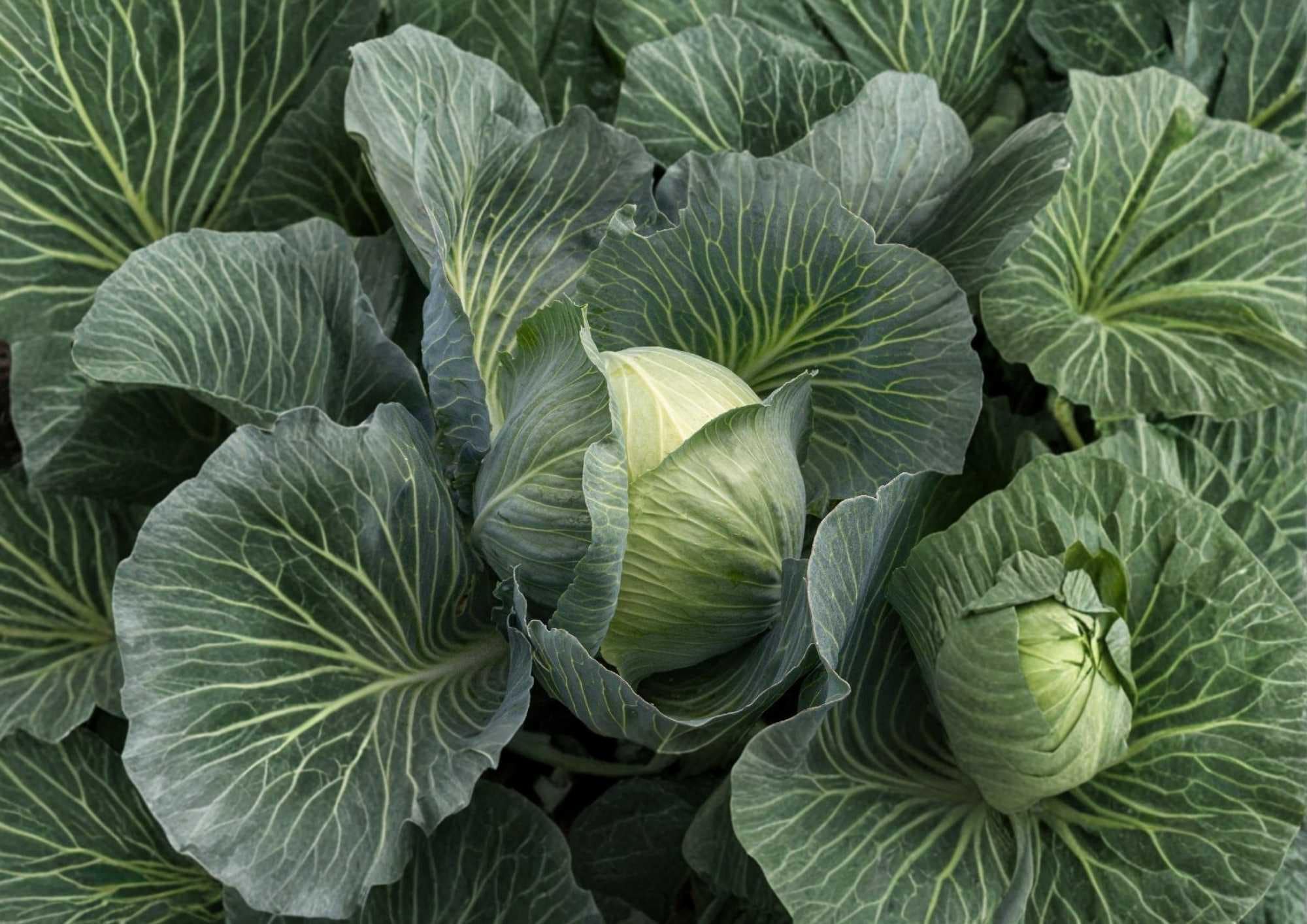 All Seasons Cabbage Seeds – Heirloom Non-GMO Vegetable Seeds for Year-Round Growing, Green Heads, High Yield, Brassica oleracea