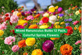 Mixed Ranunculus Bulbs 12 Pack – Colorful Spring Flowers for Gardens & Cut Arrangements