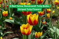 Red & Yellow Rembrandt Tulip Bulbs – Striped Flowering Bulbs for Spring Garden, Borders & Containers