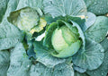 Danish Ballhead Cabbage Seeds – Heirloom Non-GMO Vegetable Seeds for Storage & Cold Hardy Gardening