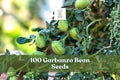 Garbanzo Bean Seeds, Edible Chickpeas, Cicer arietinum, 100 Seeds for Outdoor Garden, Easy Grow, Vegetable Crop, Beginner-Friendly