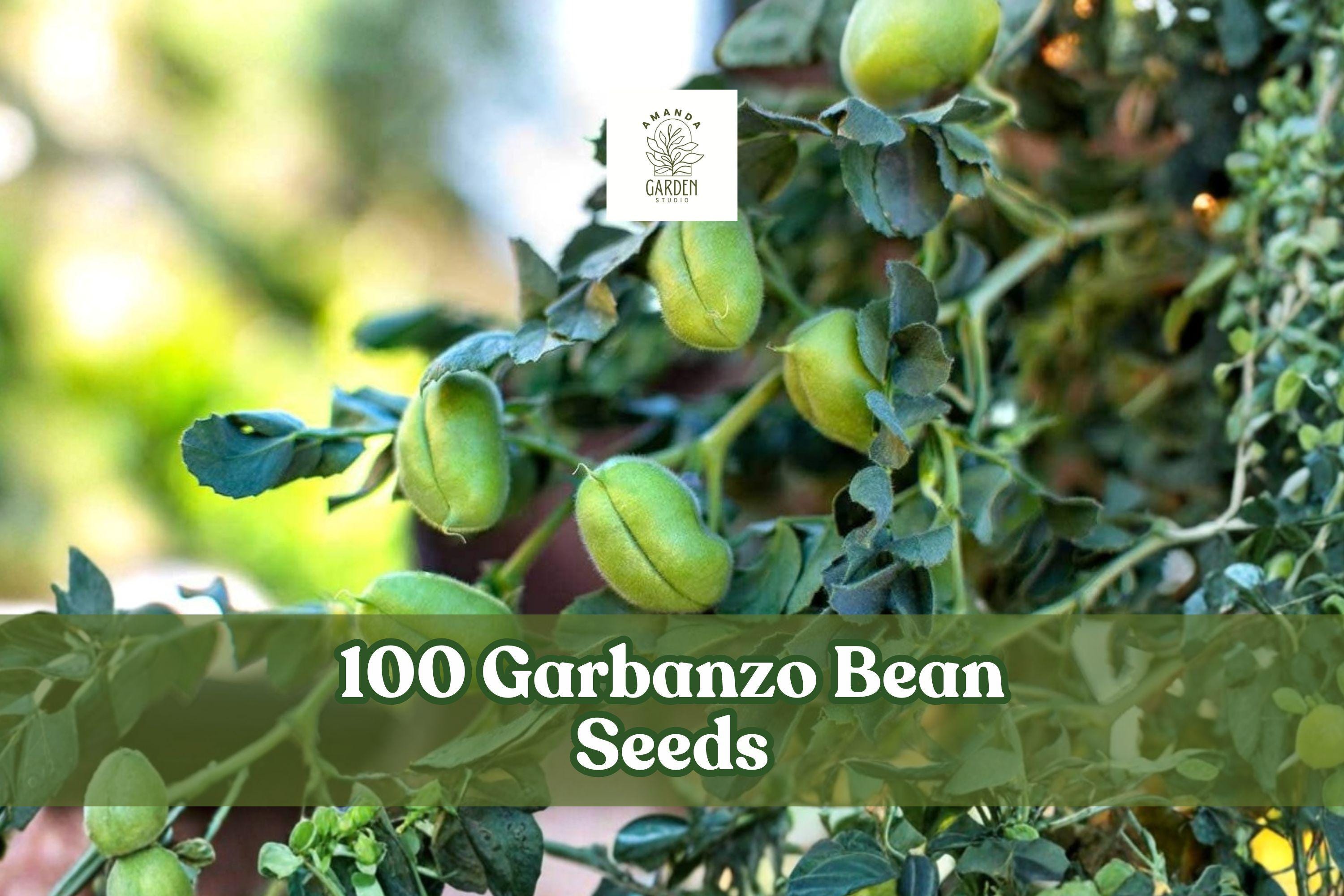 Garbanzo Bean Seeds, Edible Chickpeas, Cicer arietinum, 100 Seeds for Outdoor Garden, Easy Grow, Vegetable Crop, Beginner-Friendly