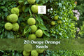 Osage Orange Seeds, 20 Pack, Maclura pomifera Hedge Apple Tree for Outdoor Landscaping and Natural Hedging