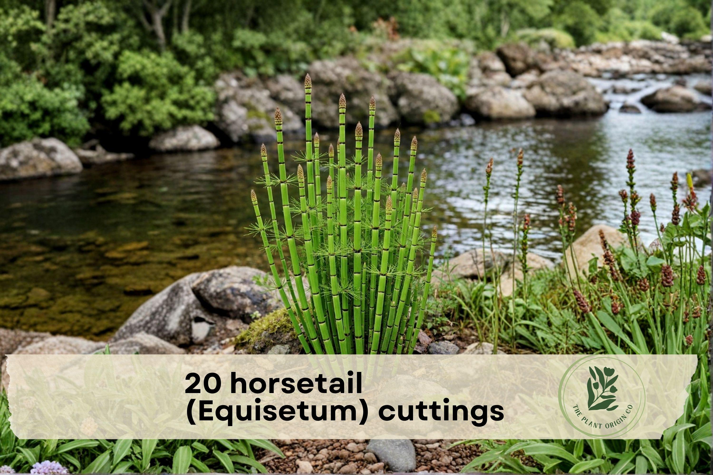 20 Horsetail (Equisetum) Cuttings for Ponds, Water Gardens & Aquascaping | Unrooted Wetland Plant
