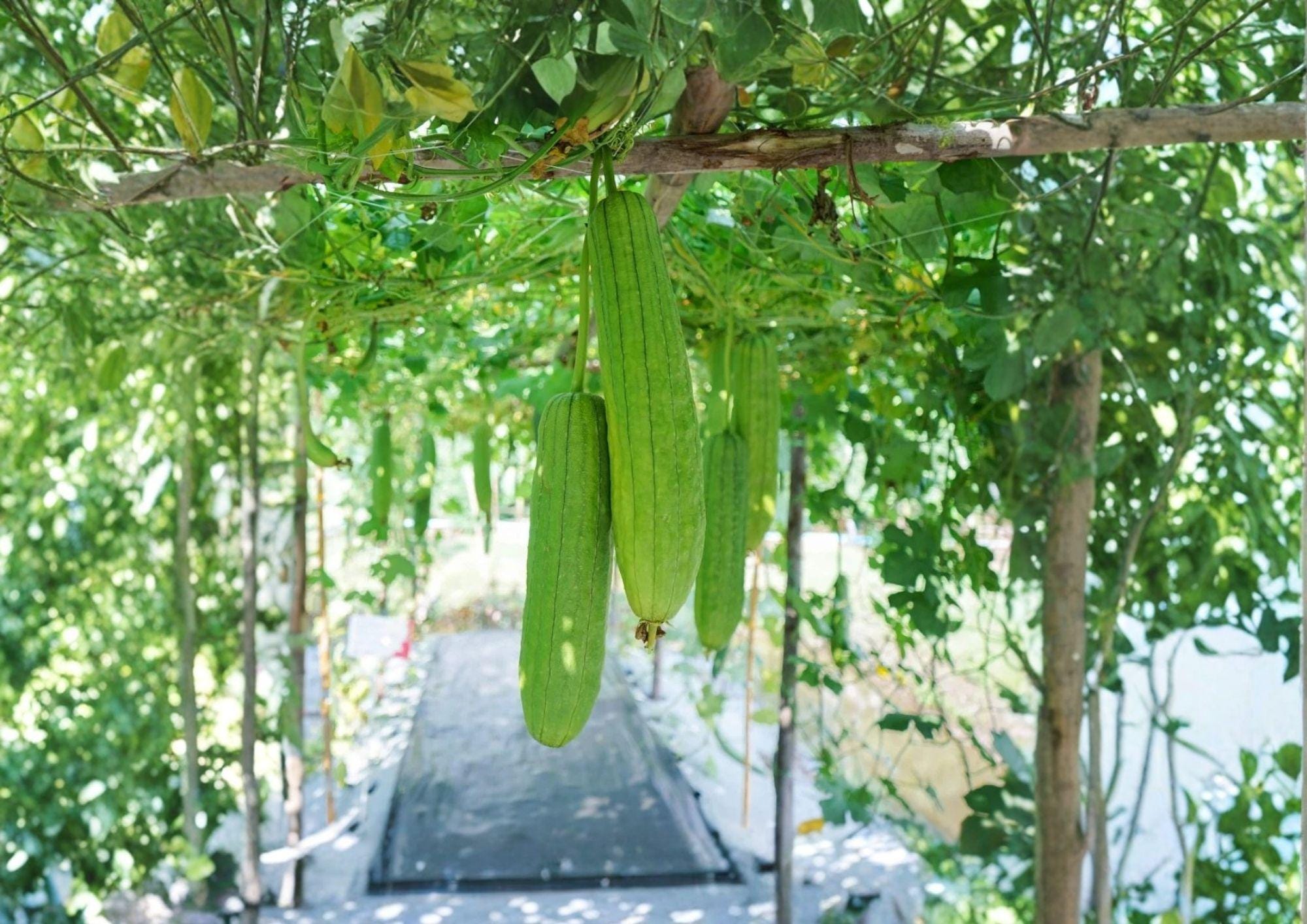 Luffa Gourd Seeds, 12L, Loofah Sponge, Heirloom Vegetable Seeds for Climbing Vine, Eco-Friendly Natural Dishcloth Plant