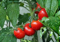 Organic Green Tomato Seeds, Heirloom Chef’s Choice AAS Winner, Slicer Variety for Garden and Container Growing