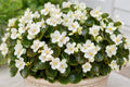 Whiskey White Begonia Seeds | Pelleted Flowering Plant | Cocktail Series | White Blooms & Glossy Foliage