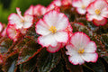 Rum Begonia Seeds | Pelleted White Red Edge Cocktail Series | Ornamental Shade Plant