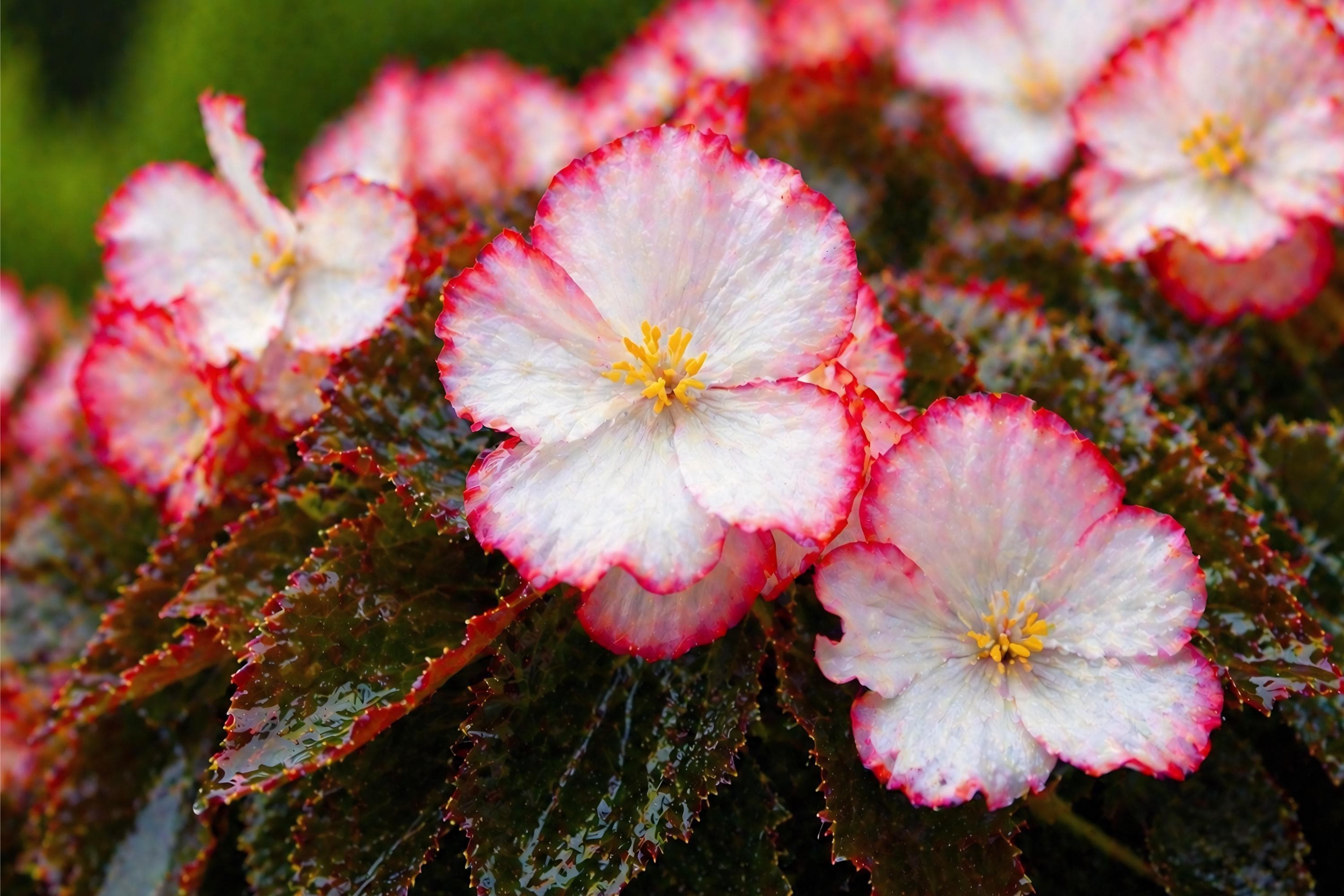 Rum Begonia Seeds | Pelleted White Red Edge Cocktail Series | Ornamental Shade Plant