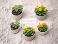 Teacher Appreciation Seed Bundle – Heirloom Non-GMO Garden Set with Wild Ginger, Meadow Arnica, Dutchman's Pipevine, Golden Ragwort, California Poppy