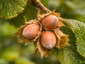 American Hazelnut Bare Root Plant – Edible Nut Shrub, Corylus americana, 12-24 Inches, Native Wildlife Garden, Hedgerow, Edible Landscaping