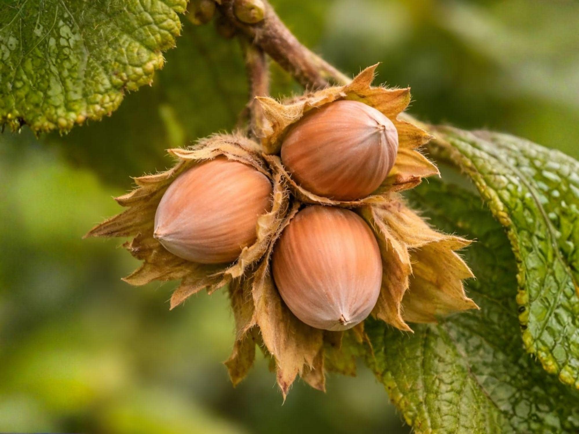 American Hazelnut Bare Root Plant – Edible Nut Shrub, Corylus americana, 12-24 Inches, Native Wildlife Garden, Hedgerow, Edible Landscaping