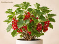 Red Currant Plant - Bare Root Edible Berry Shrub - Ribes rubrum