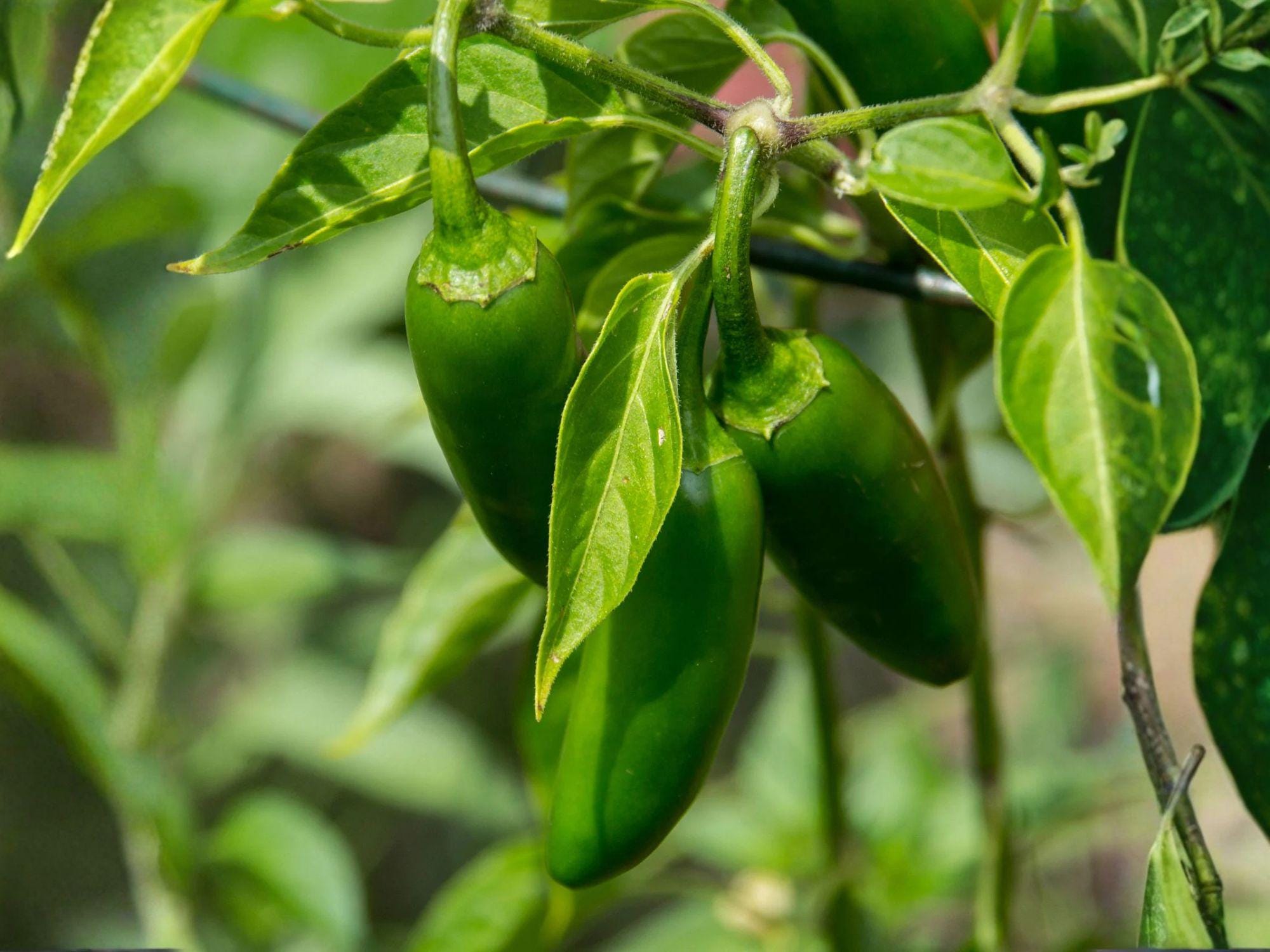Ancho Poblano Pepper Seeds – Heirloom Non-GMO Capsicum annuum for Home Garden, Container, and Organic Growing