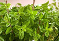 Lemon Basil Seeds - Organic Heirloom Non-GMO Herb Seeds for Culinary, Tea & Garden Planting - Ocimum basilicum