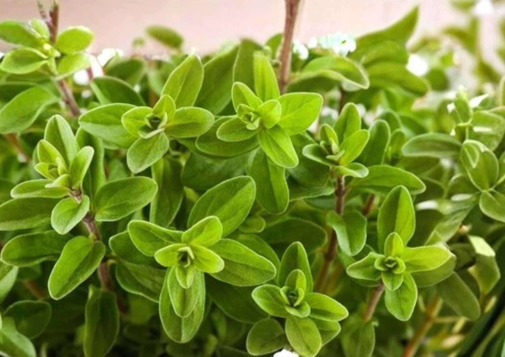Lemon Basil Seeds - Organic Heirloom Non-GMO Herb Seeds for Culinary, Tea & Garden Planting - Ocimum basilicum