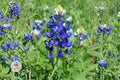 50 Texas Bluebonnet Seeds – Lupinus texensis Wildflower for Pollinator Gardens & Naturalizing