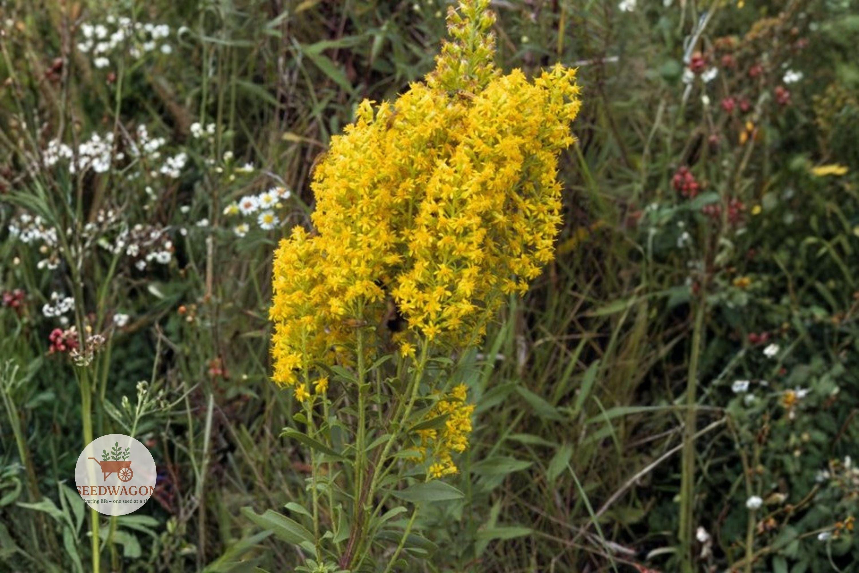 Showy Goldenrod Seeds – Solidago speciosa Native Perennial Wildflower for Pollinator Gardens, Bright Yellow Flowers