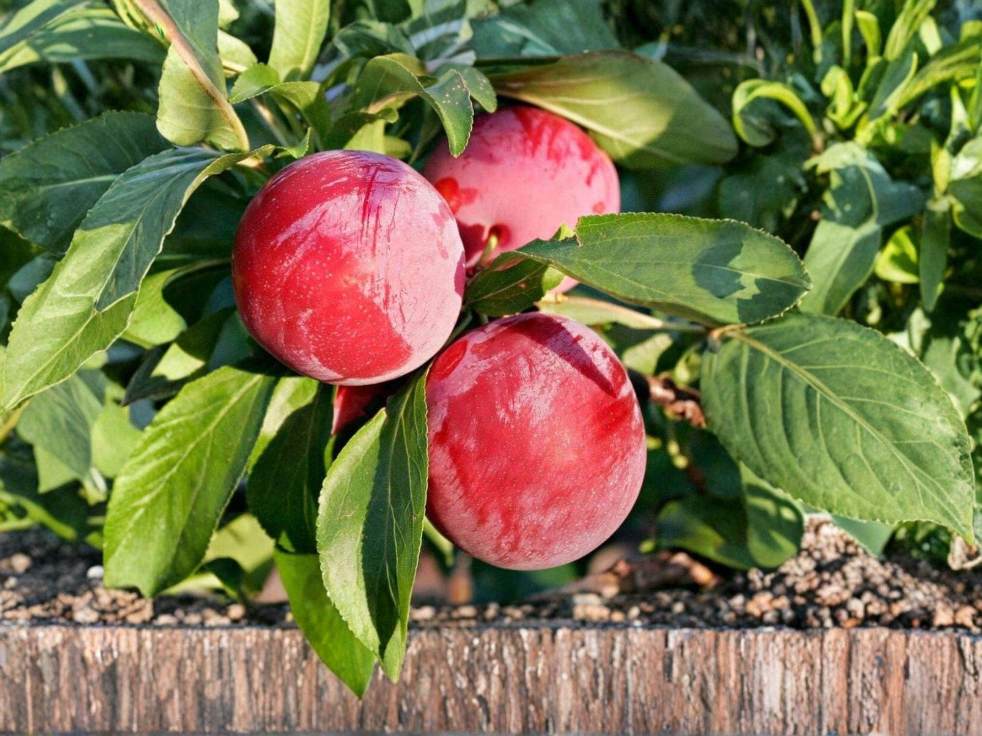 American Plum Tree Bare Root – Native Prunus americana, Edible Fruit, Wildlife Garden Plant, White Flowers