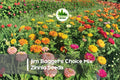 Jim Bagget's Choice Mix Zinnia Seeds - Bright Colorful Annual Flowers for Gardens, Borders & Cut Flowers, Zinnia elegans
