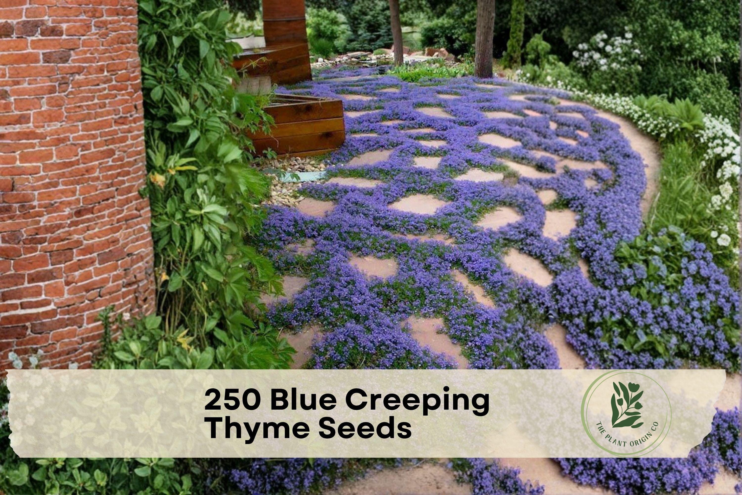 250+ Blue Creeping Thyme Seeds - Low-Growing Ground Cover Herb for Pathways & Rock Gardens - Thymus serpyllum