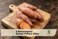 Beauregard Sweet Potato Slips – Live Starter Plants for Garden Beds, Vine Growth, Ipomoea batatas