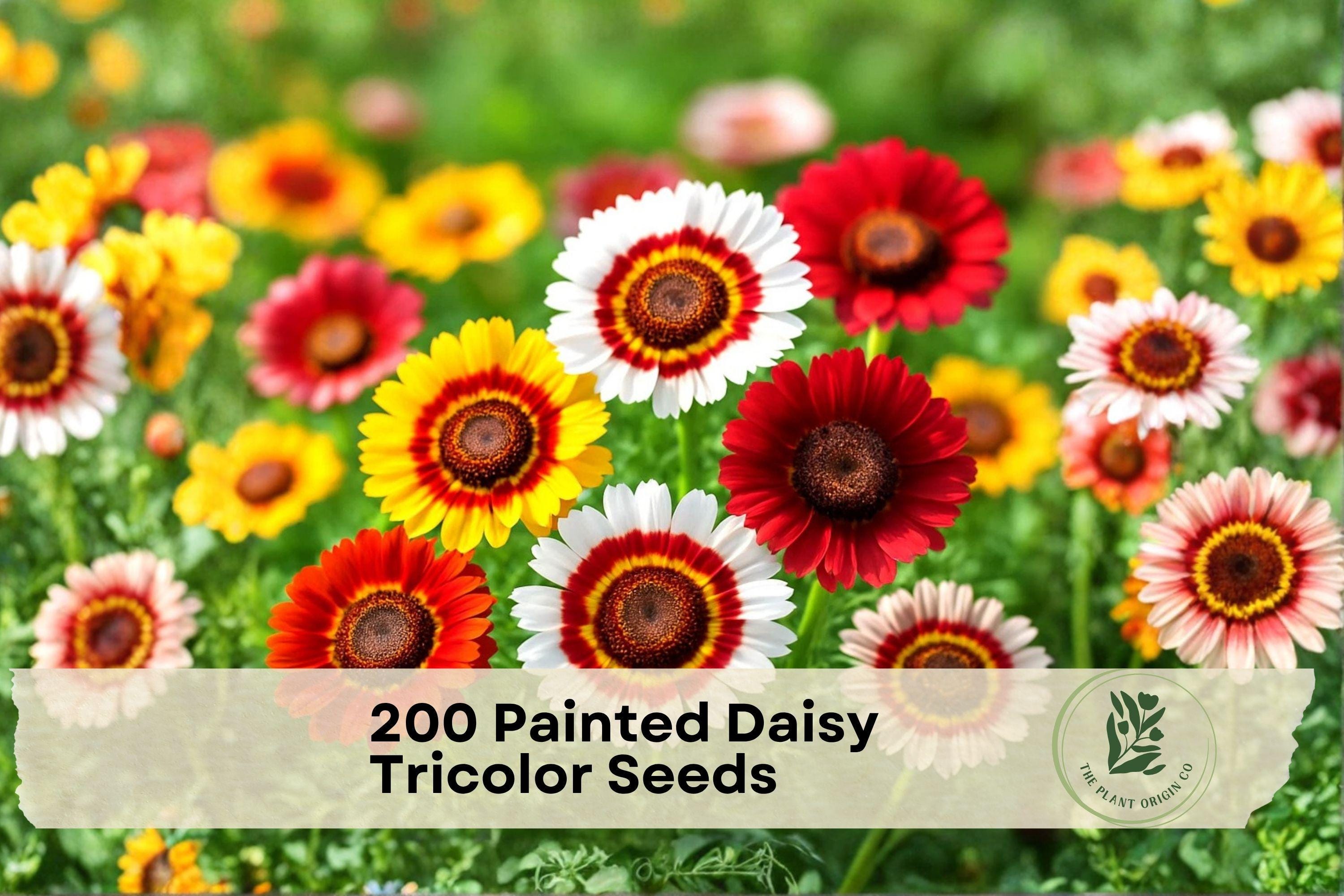 Painted Daisy Tricolor Seeds, Glebionis carinata, Bright Red, Yellow & White, Annual Flower for Borders & Pollinator Gardens