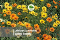 200 African Arctotis Daisy Seeds, Full Sun, Mixed Colors, Arctotis species, Low-Spreading Annual for Borders & Rock Gardens