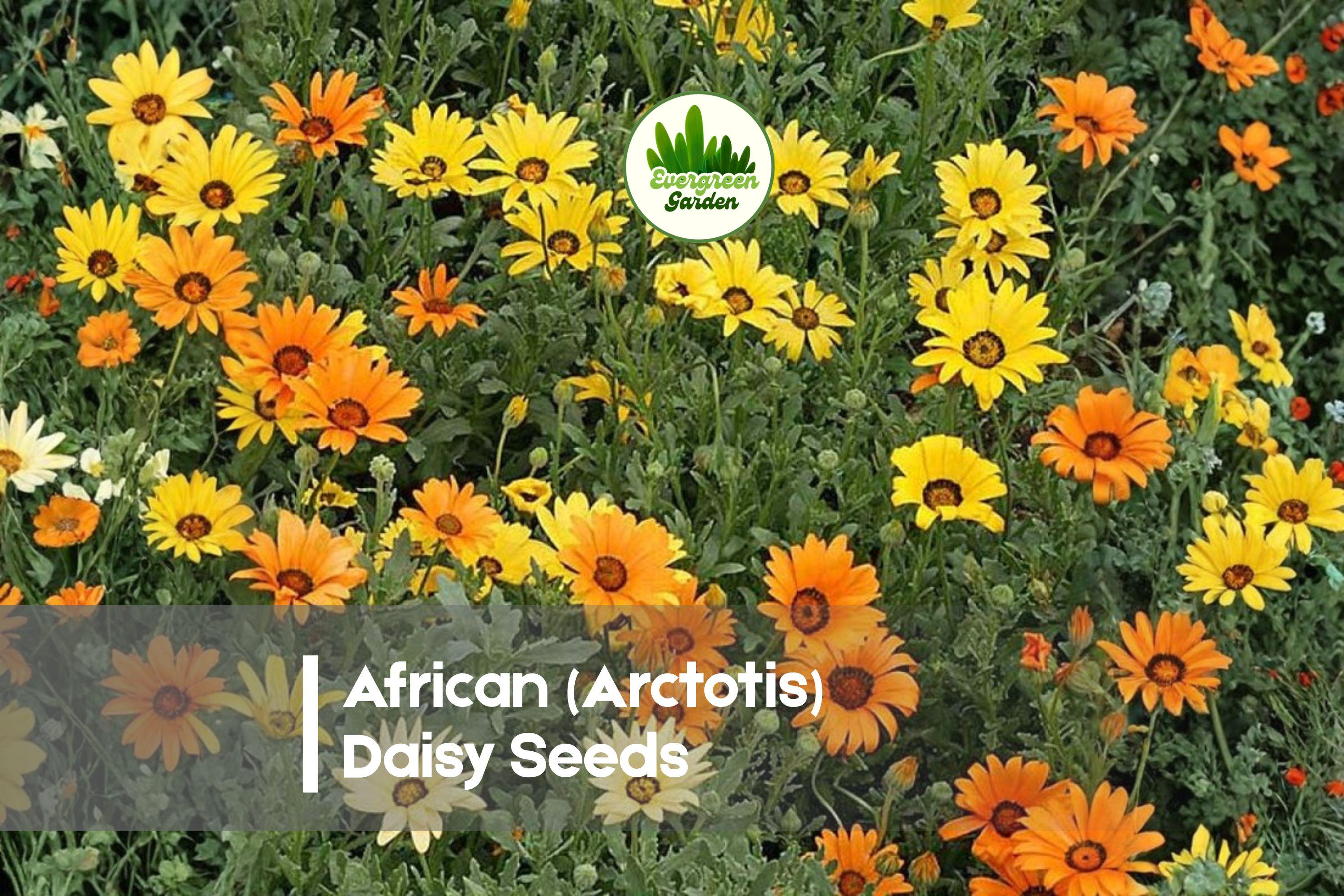 200 African Arctotis Daisy Seeds, Full Sun, Mixed Colors, Arctotis species, Low-Spreading Annual for Borders & Rock Gardens