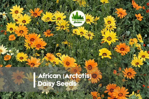 200 African Arctotis Daisy Seeds, Full Sun, Mixed Colors, Arctotis species, Low-Spreading Annual for Borders & Rock Gardens