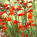Crocosmia Bulbs | Orange Red Montbretia | Tall Summer Blooming Perennial | Easy Care Crocosmia × crocosmiiflora | 15 Bulbs